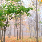 霧の神楽岡公園②