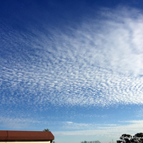 20171101_秋空の群鰯