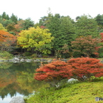 紅葉の日本庭園5