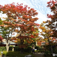 紅葉の日本庭園28
