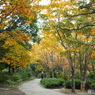 紅葉の日本庭園33
