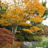 紅葉の日本庭園35