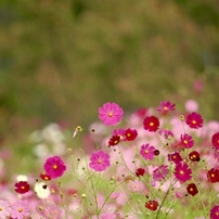 秋の時