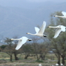 瓢湖に帰宅