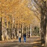 公園の秋 - 散歩 -