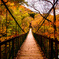 秋の吊り橋