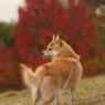 大高緑地公園　紅葉