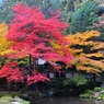 赤勝て黄勝て　（南禅寺南禅院にて　１）