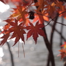 紅葉10 2017 HEXANON AR 50mmF1.7 / E-P2