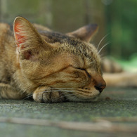 雉虎は眠る