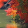 鴨のいる池の紅葉