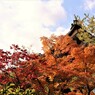 燃え上がる　(南禅寺　金地院にて　３）