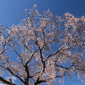 冬桜満開