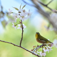 ヒマラヤ桜とメジロ