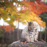 　猫と紅葉