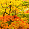 最上山公園もみじ山