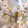 メジロとヒマラヤ桜　冬なのに気分は春