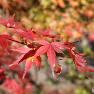 紅葉