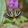 ギフチョウ　カタクリで吸蜜