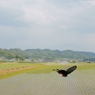 ジャコウアゲハ♂第1化　飛翔