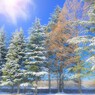 冬の樹木たち
