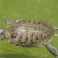 生物癒景