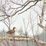 鴨も煽てりゃ木に登る　１