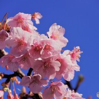 桜の雫ⅱ