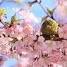 今戸神社の河津桜