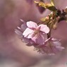 汐入公園、河津桜透過ⅱ