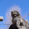 狛犬_新宿諏訪神社