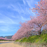 河津桜まつり