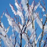 仰烏帽子山登山 氷の花(3)