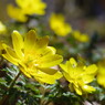 仰烏帽子山登山 春を告げる花(3)