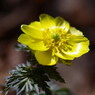 仰烏帽子山登山 春を告げる花(4)