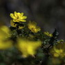 仰烏帽子山登山 春を告げる花(5)