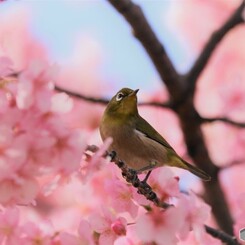 河津サクジローⅲ