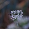 韮の花と地蜂