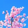 河津桜と青い空