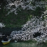 spring for tokyoites 2018