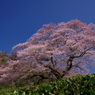 茶葉越しのみずめ桜