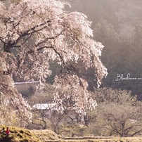 桜咲く