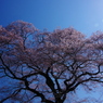 桜 昼の天蓋