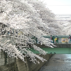 spring for tokyoites 2018