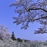桜とユキヤナギ
