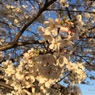 20180329_西陽に色付く花桜
