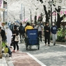 spring for tokyoites 2018