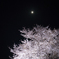 野川の夜桜