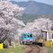 桜咲く樽見鉄道-1