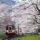 桜咲く樽見鉄道-2
